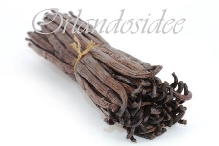25g Tonkabohnen - ca. 20 Stück - Madavanilla - Vanille und Gewürze aus  eigenem Anbau